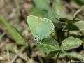 Callophrys chalybeitincta (Kafkasyazümrütü)